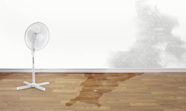 Best Basement water damage restoration  in Pu, HI
