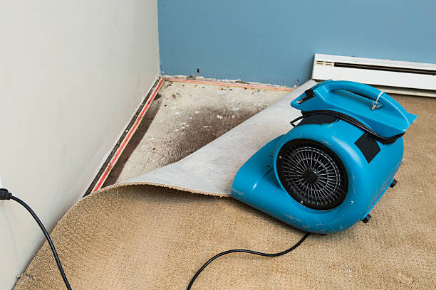 Best Water damage contractors near me  in Pu, HI